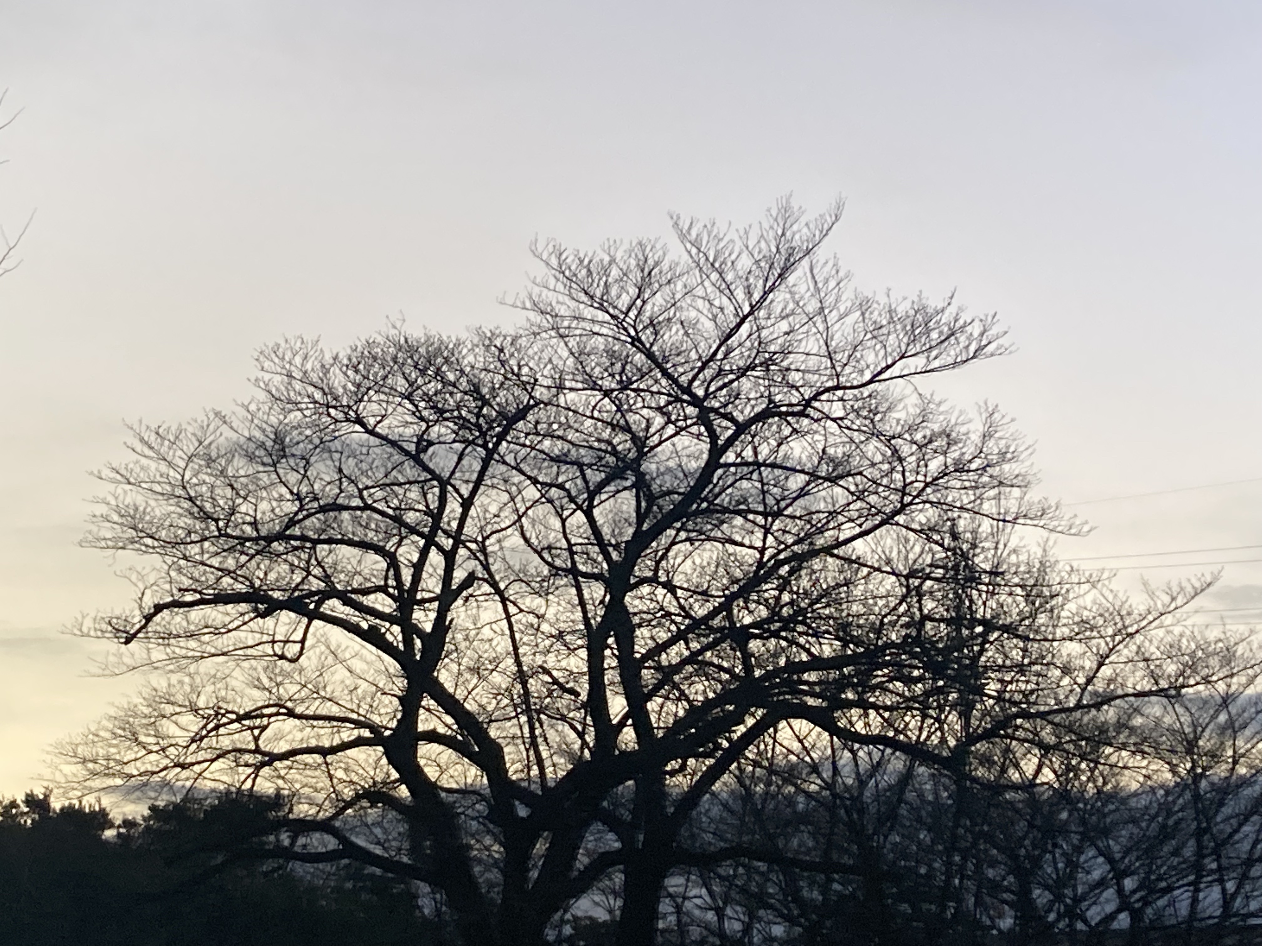 A real Cantor set in Saitoma, whihch is a tree without leaves