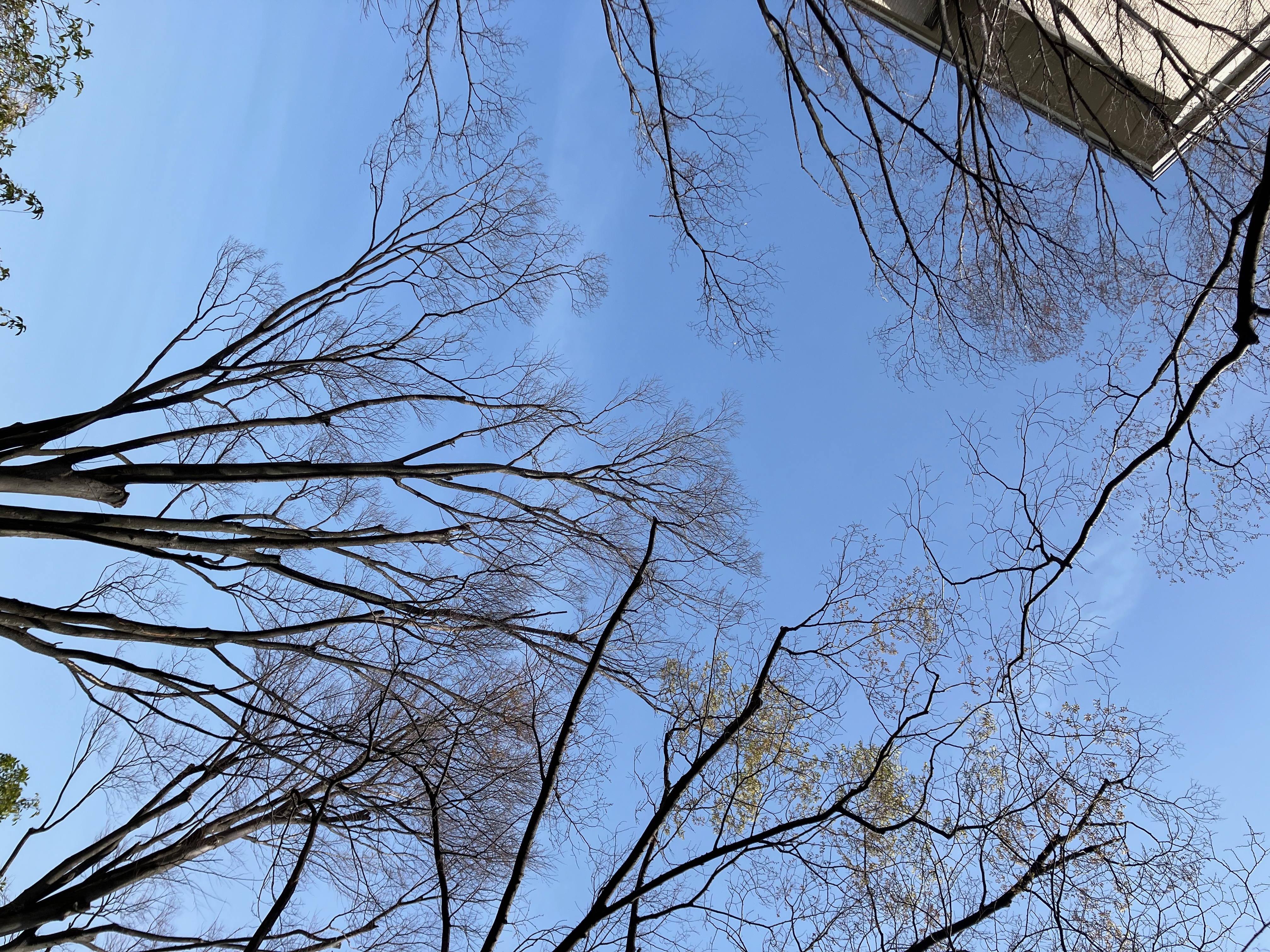 Real Cantor sets in Tokyo, which are trees without leaves